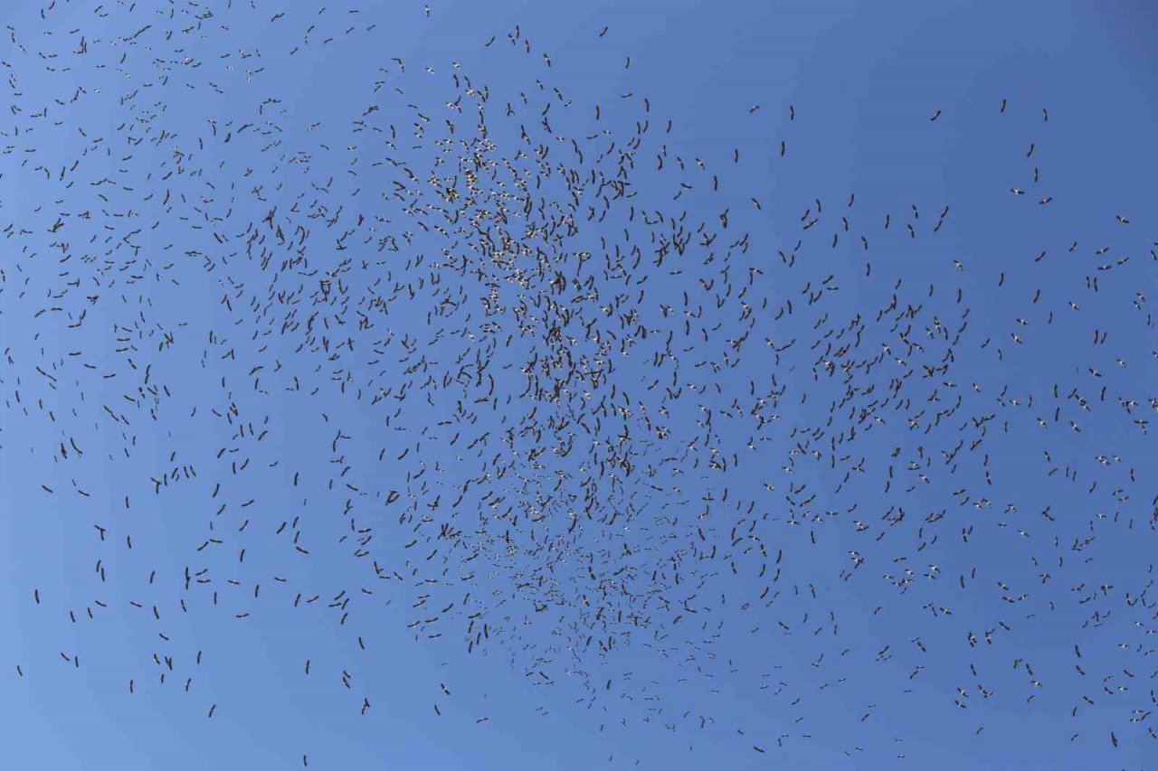 Leyleklerin göç yolculuğu... Bursa semalarında görüntülendiler