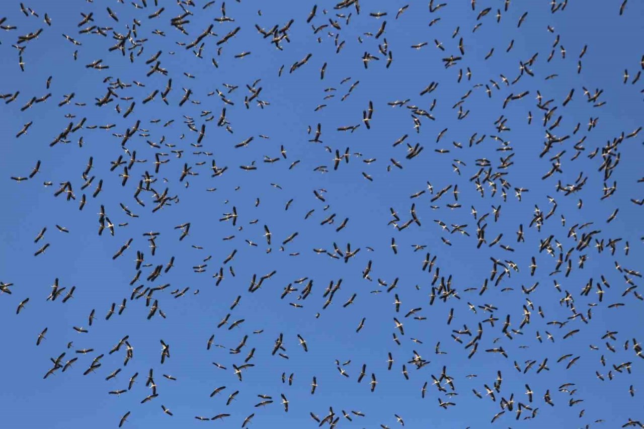 Leyleklerin göç yolculuğu... Bursa semalarında görüntülendiler