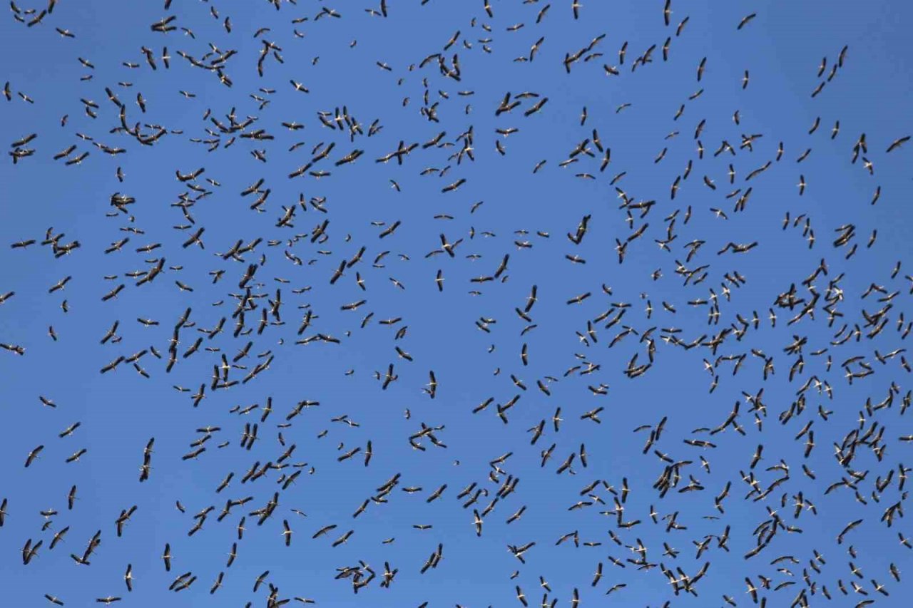 Leyleklerin göç yolculuğu... Bursa semalarında görüntülendiler