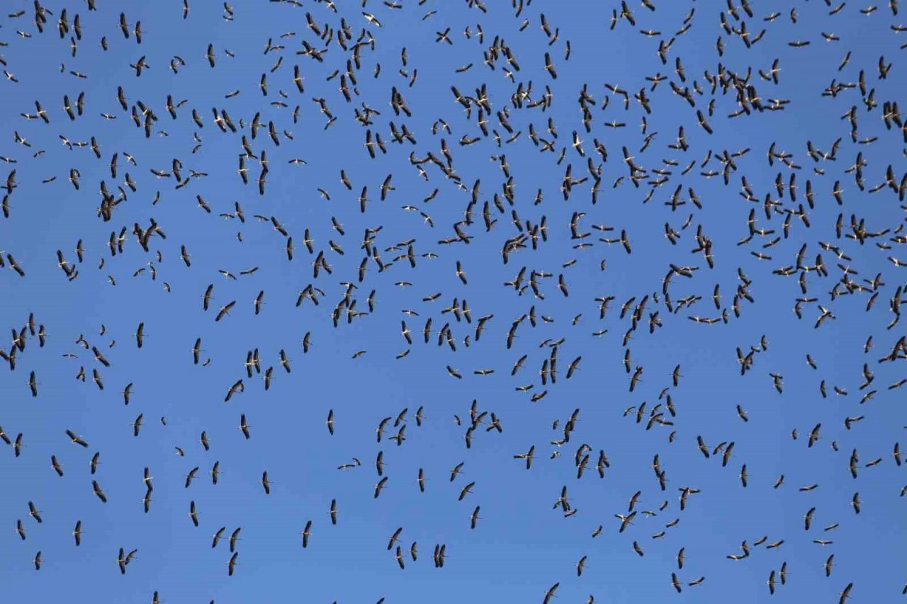 Leyleklerin göç yolculuğu... Bursa semalarında görüntülendiler