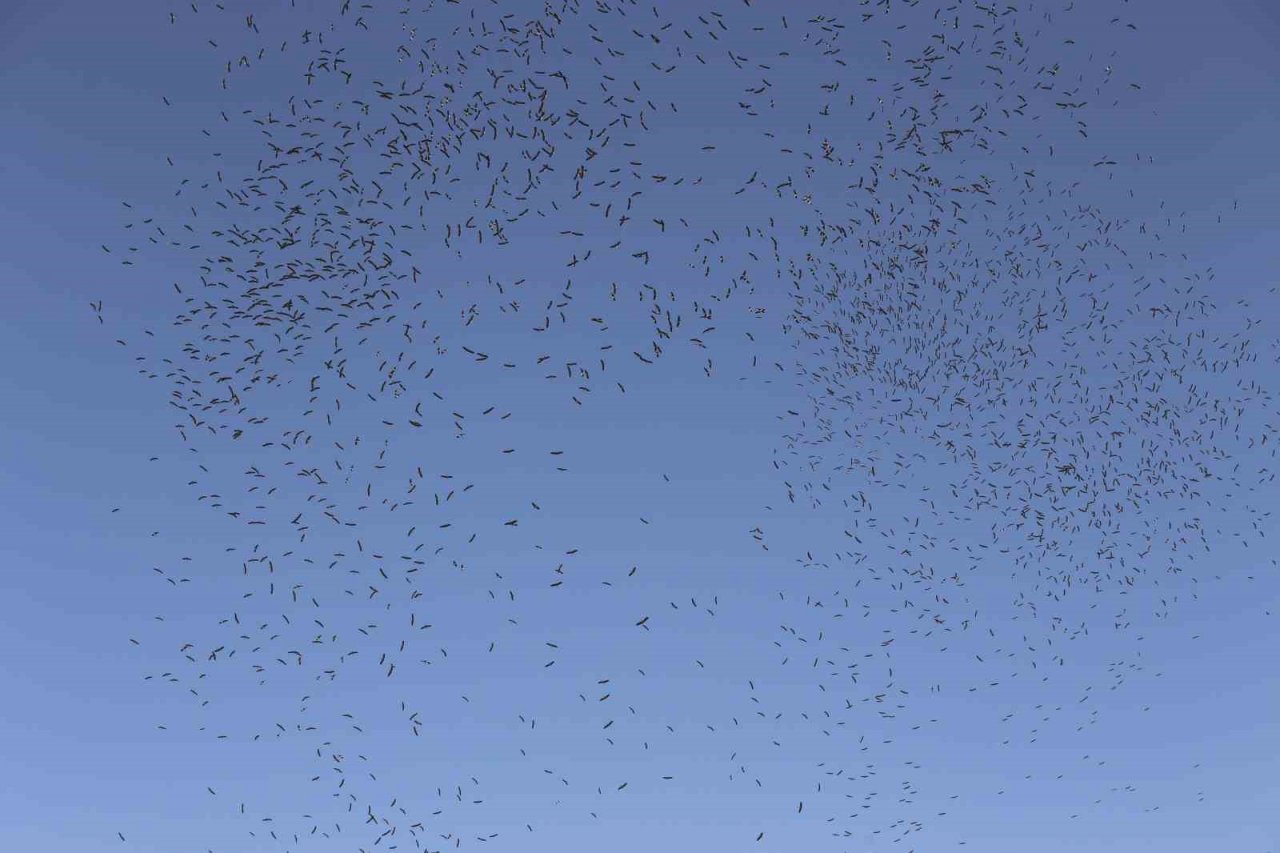 Leyleklerin göç yolculuğu... Bursa semalarında görüntülendiler