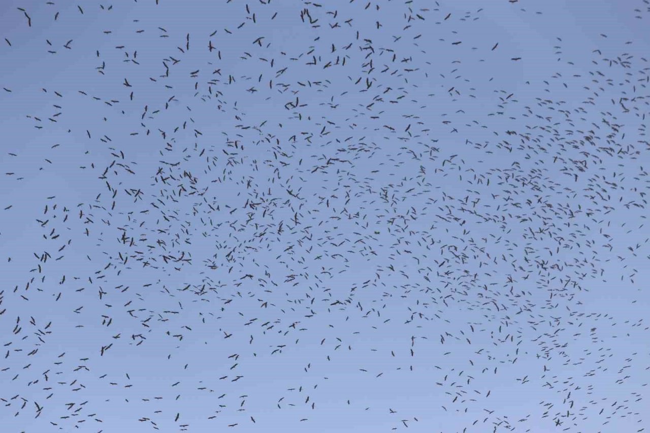 Leyleklerin göç yolculuğu... Bursa semalarında görüntülendiler