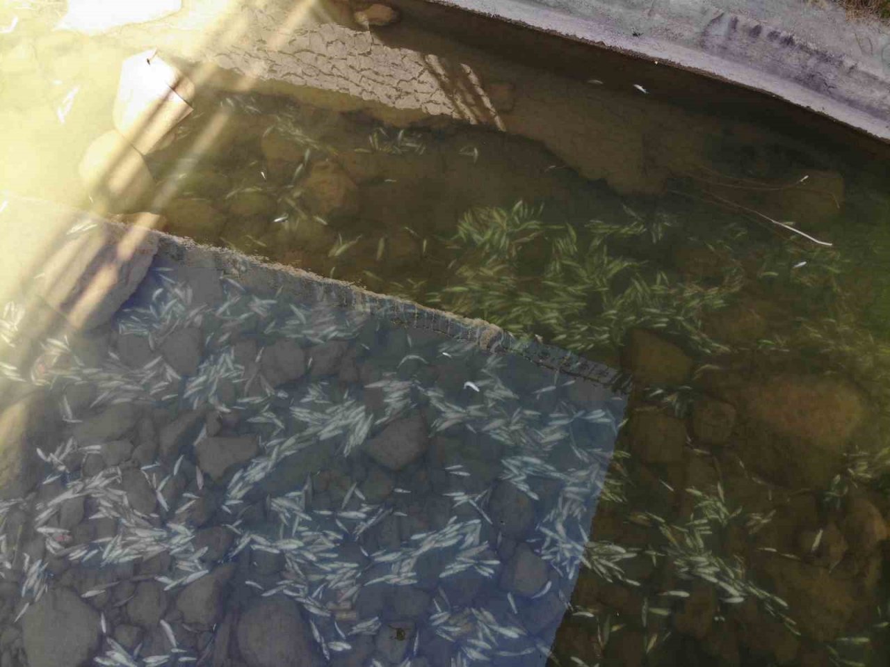 Gümüşhane’de Harşit Çayı balık mezarlığına döndü