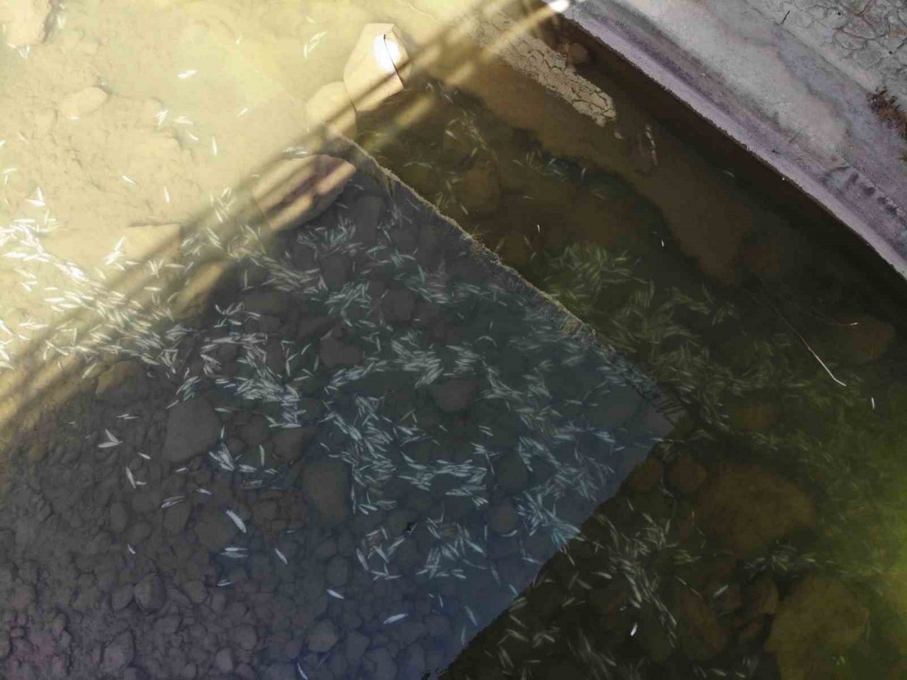 Gümüşhane’de Harşit Çayı balık mezarlığına döndü