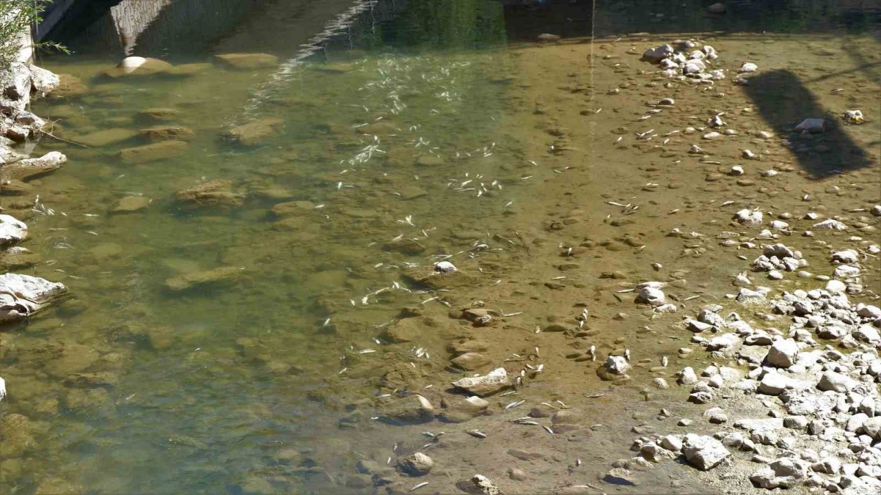 Gümüşhane’de Harşit Çayı balık mezarlığına döndü