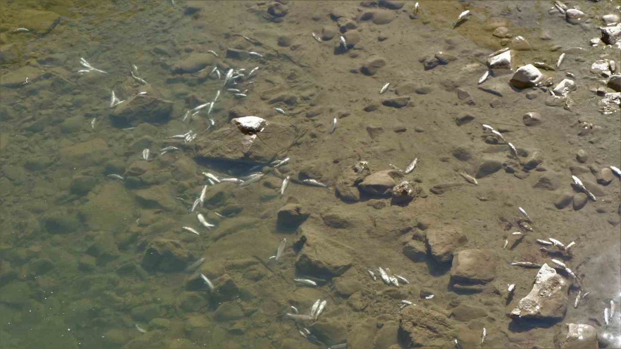 Gümüşhane’de Harşit Çayı balık mezarlığına döndü