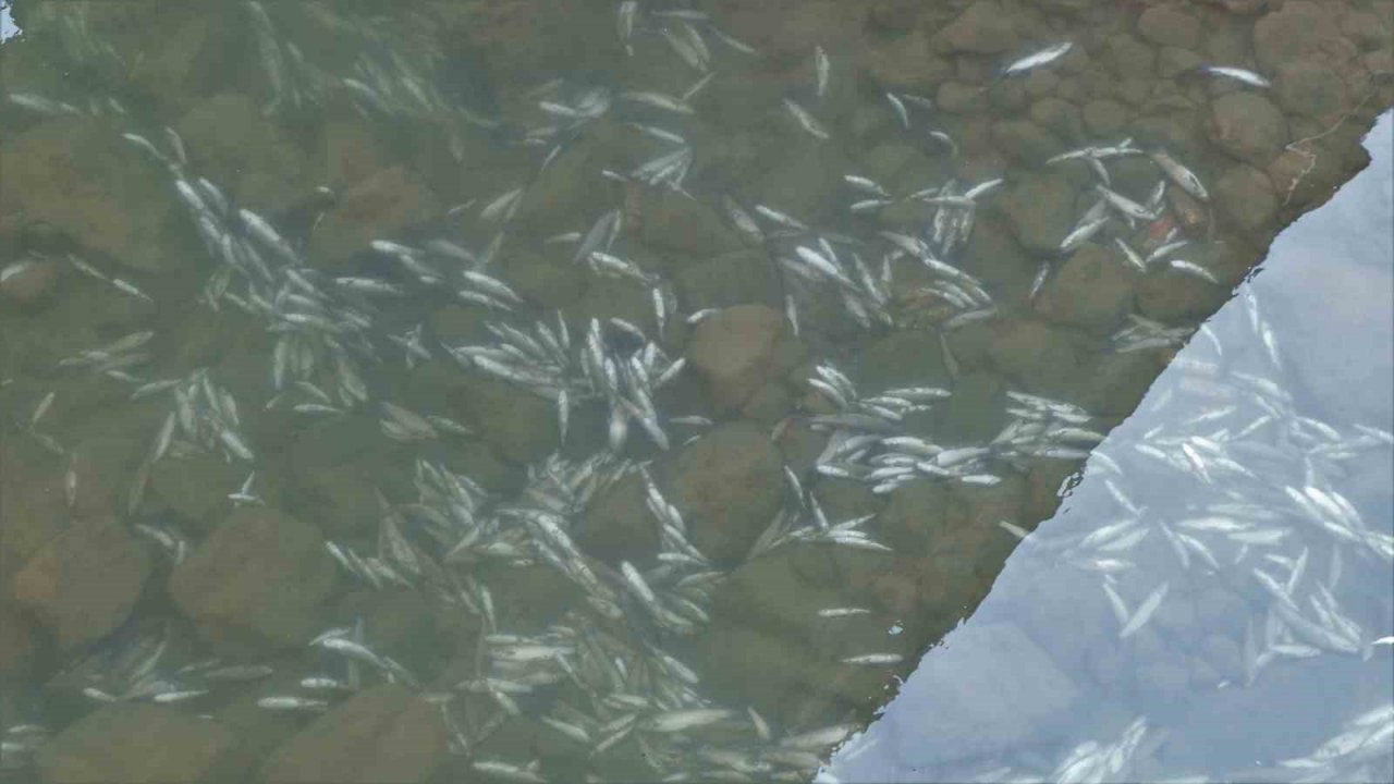 Gümüşhane’de Harşit Çayı balık mezarlığına döndü