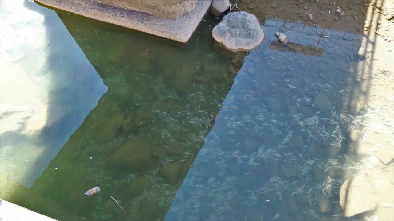 Gümüşhane’de Harşit Çayı balık mezarlığına döndü