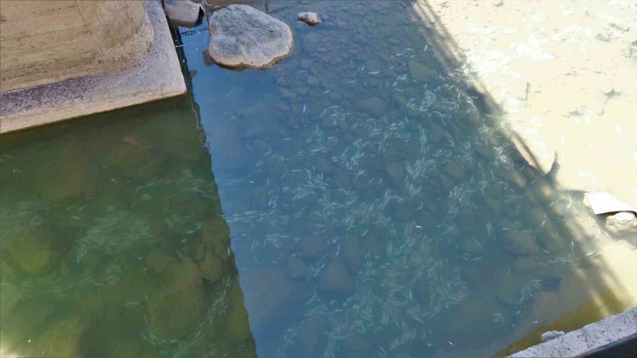 Gümüşhane’de Harşit Çayı balık mezarlığına döndü