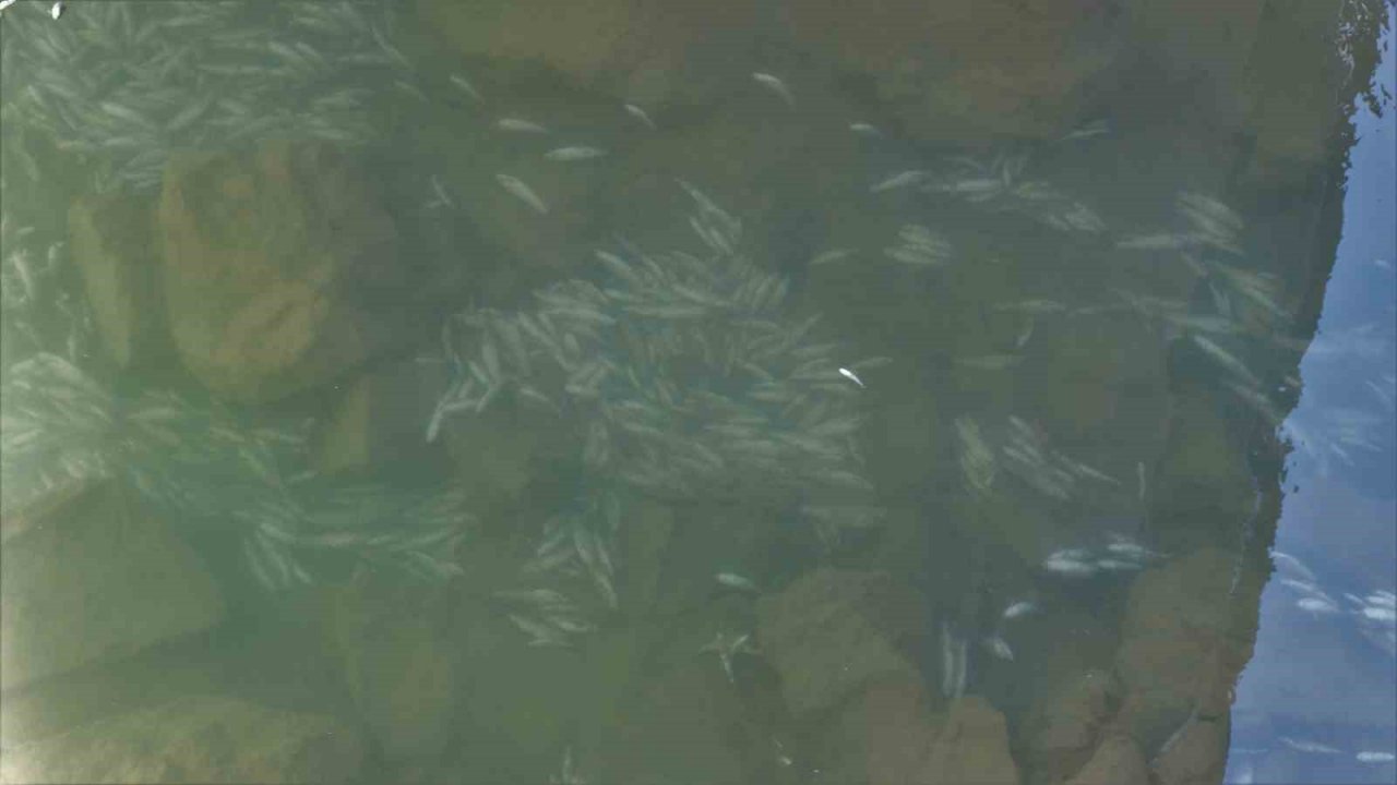 Gümüşhane’de Harşit Çayı balık mezarlığına döndü