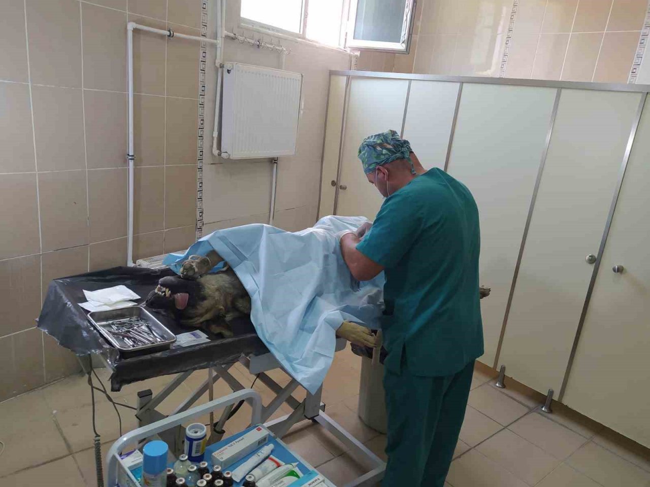 Hakkari’deki can dostlara kuduz aşısı yapıldı