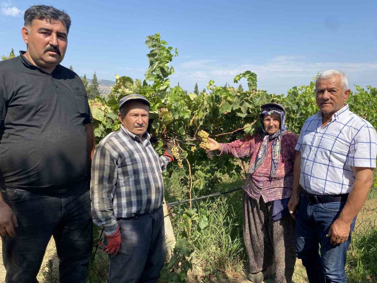 Dünyaca ünlü Sultaniye üzümünü mildiyö vurdu, rekolte düştü