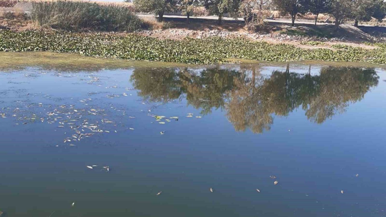 Pazarcık’ta gölde toplu balık ölümleri