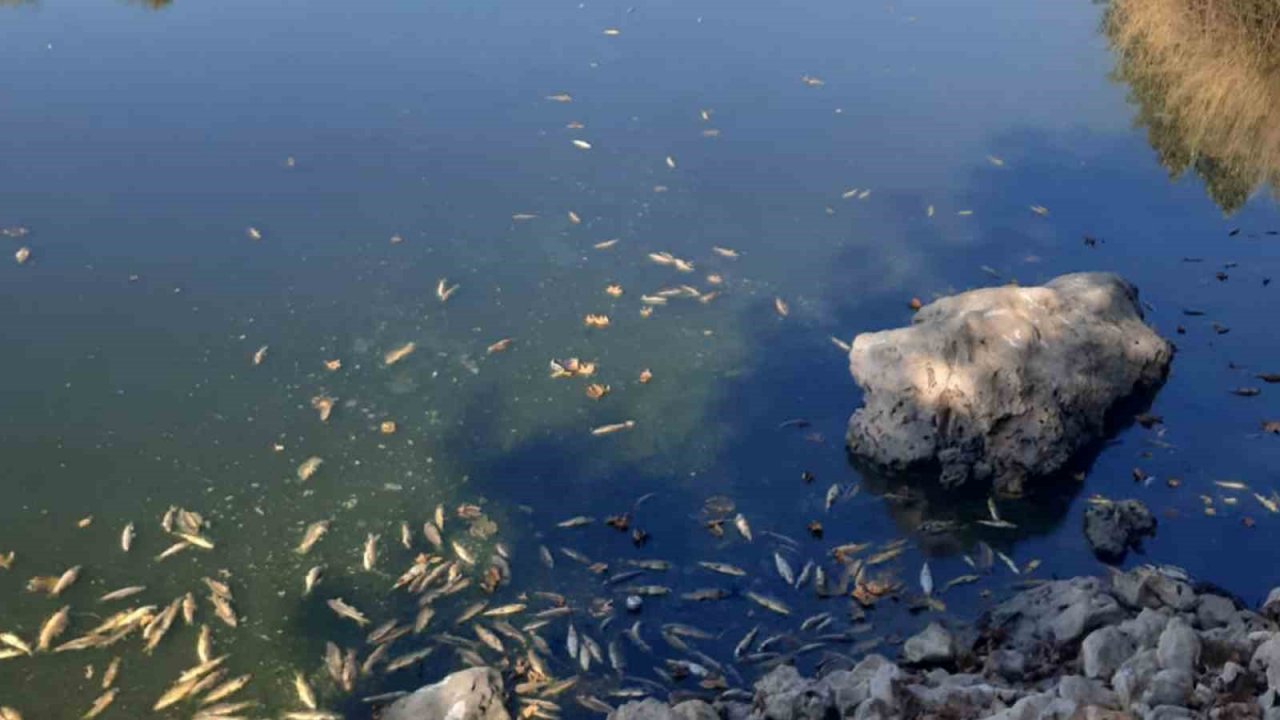 Pazarcık’ta gölde toplu balık ölümleri