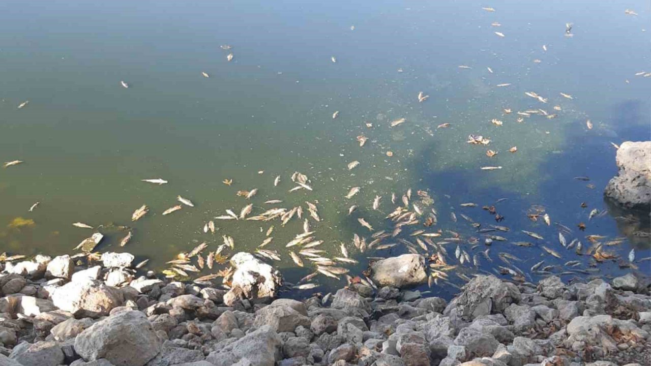 Pazarcık’ta gölde toplu balık ölümleri