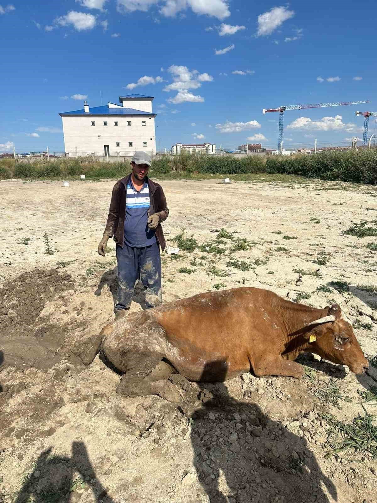 Kars’ta su göletine düşen büyükbaş hayvan kurtarıldı