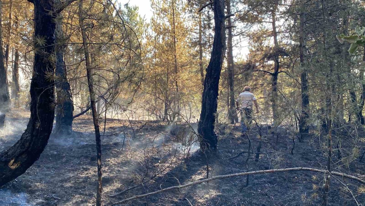 Kastamonu’da orman yangını