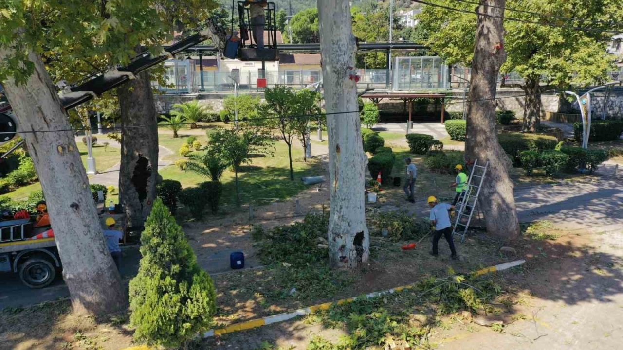 Tarihi çınarlar bakıma alındı