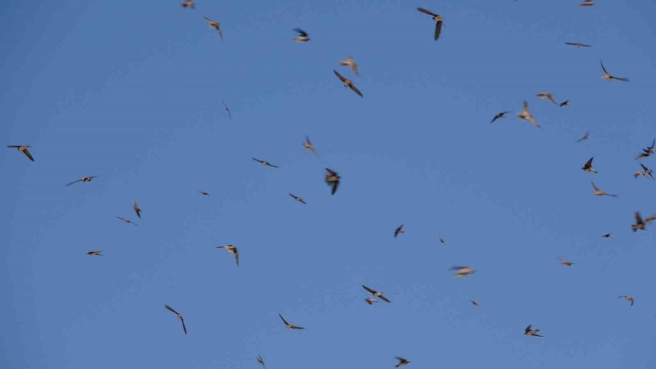 Van’ın Dilkaya Tepesi binlerce kırlangıca yuva oldu