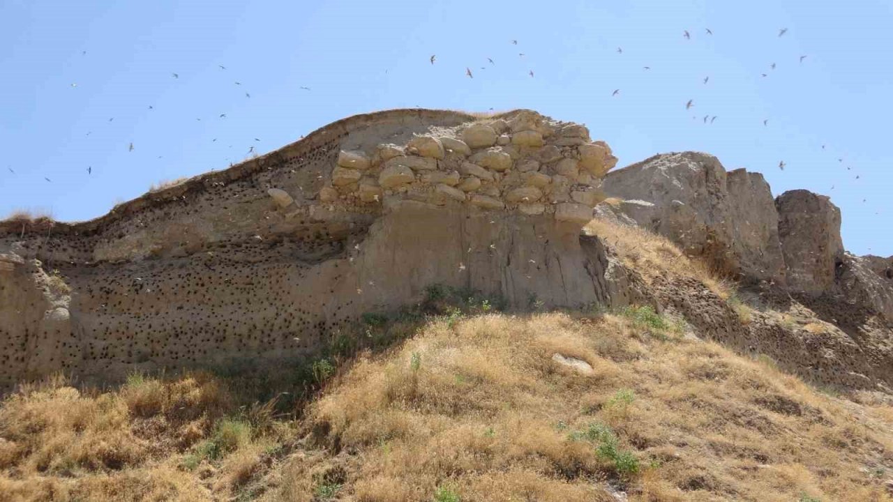 Van’ın Dilkaya Tepesi binlerce kırlangıca yuva oldu