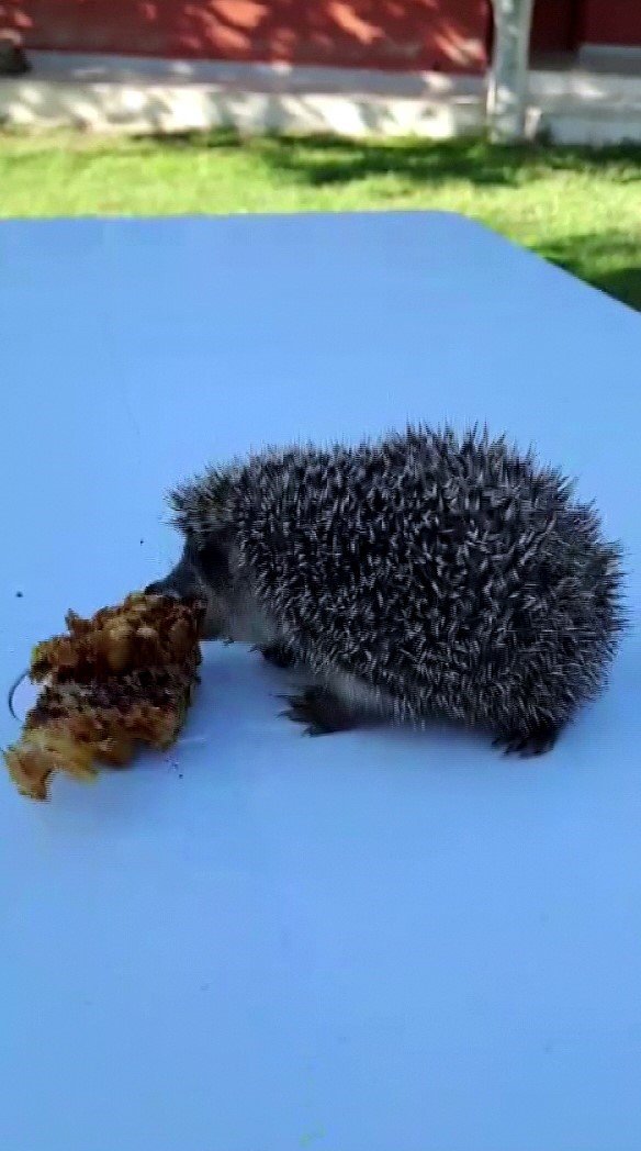 Her gün evinin bahçesine gelen yavru kirpiyi eliyle besliyor