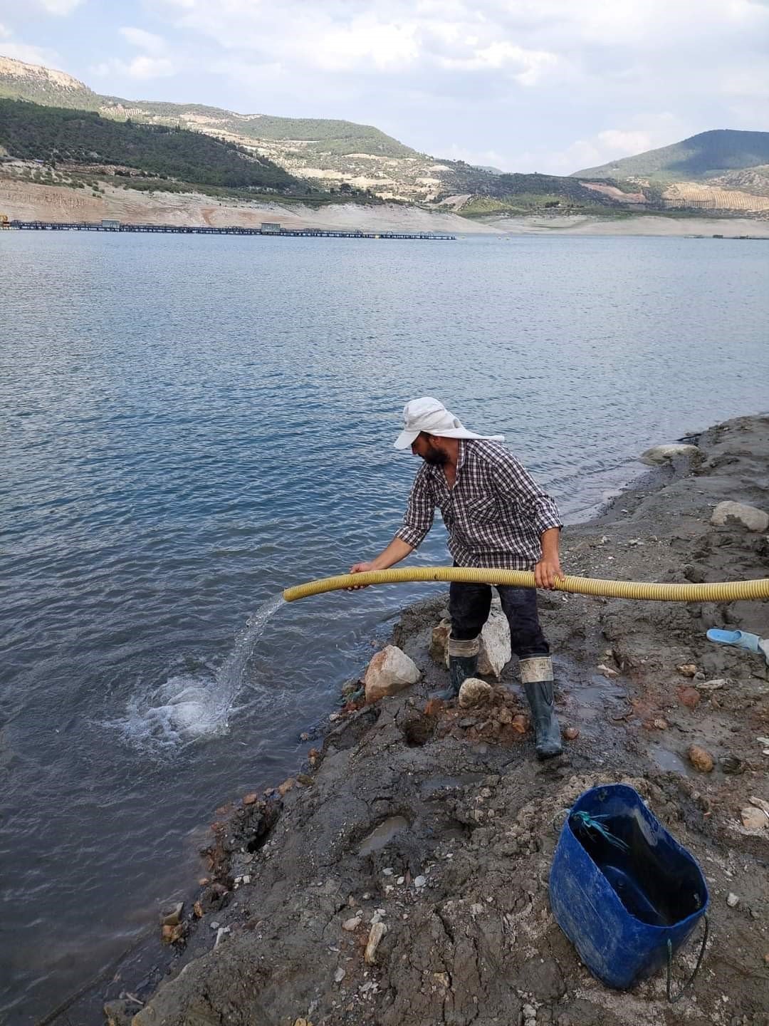 Aydın’da 300 bin sazan suyla buluştu