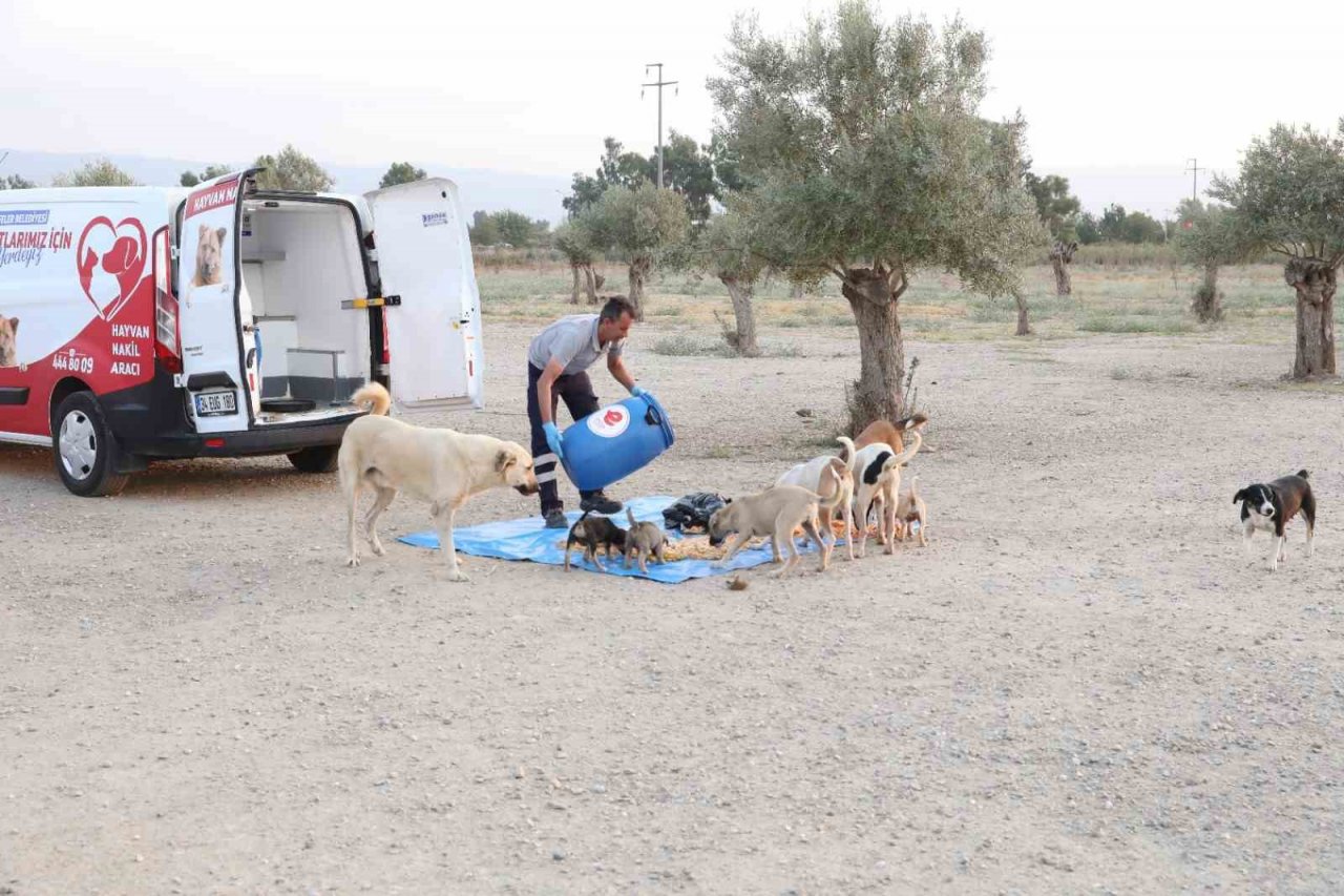 Efeler can dostlarını besliyor, israfı önlüyor