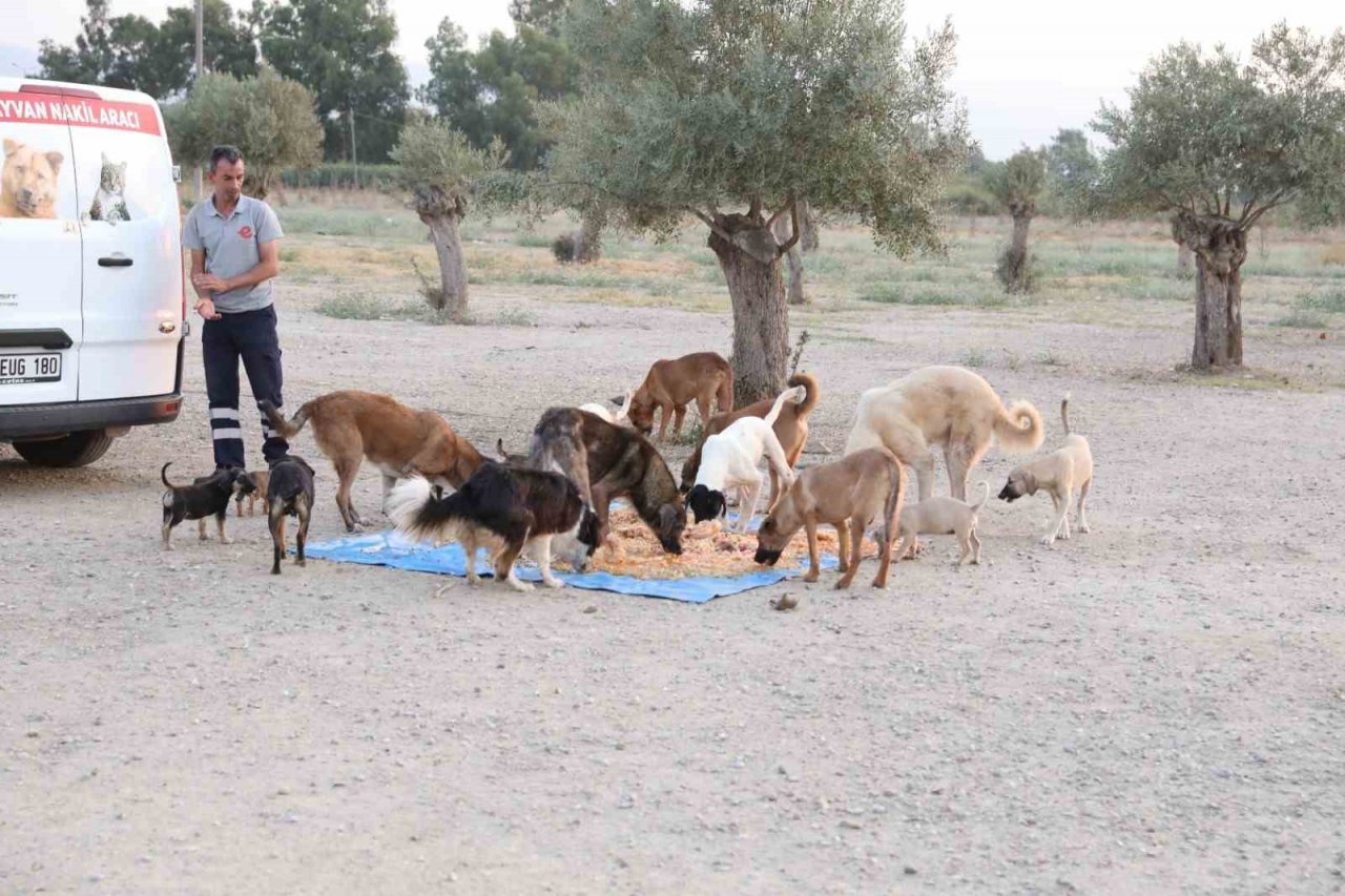 Efeler can dostlarını besliyor, israfı önlüyor