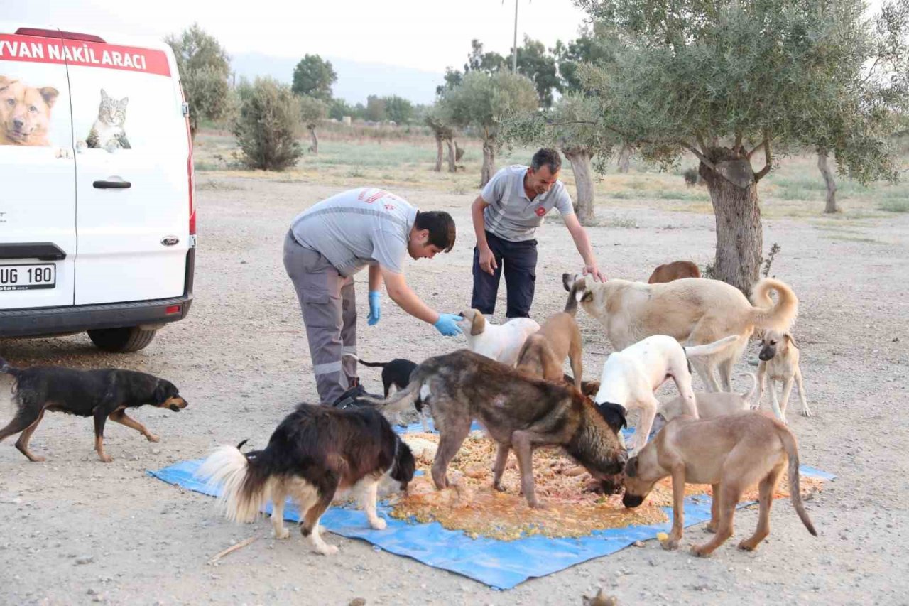 Efeler can dostlarını besliyor, israfı önlüyor