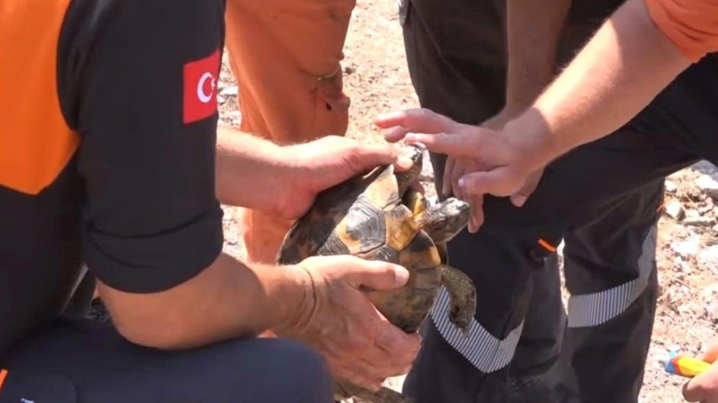 Yangın ortasında kalan kaplumbağayı Ümraniye Belediyesi ekipleri kurtardı