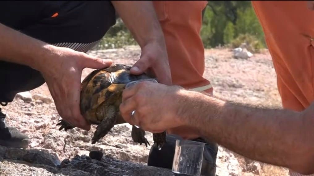 Yangın ortasında kalan kaplumbağayı Ümraniye Belediyesi ekipleri kurtardı