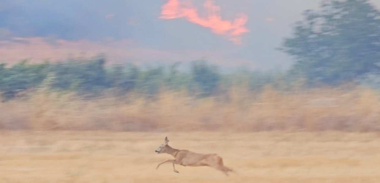 Çanakkale’deki yangın en çok onları etkiledi...Alevlerden kaçan karaca böyle görüntülendi
