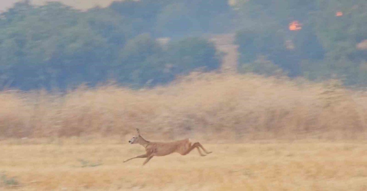 Çanakkale’deki yangın en çok onları etkiledi...Alevlerden kaçan karaca böyle görüntülendi