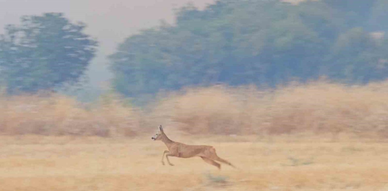 Çanakkale’deki yangın en çok onları etkiledi...Alevlerden kaçan karaca böyle görüntülendi