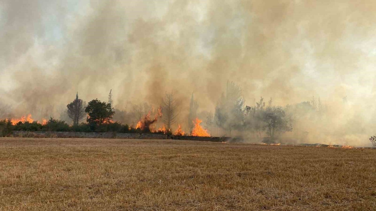 Çanakkale’de ağaçlık alanda yangın