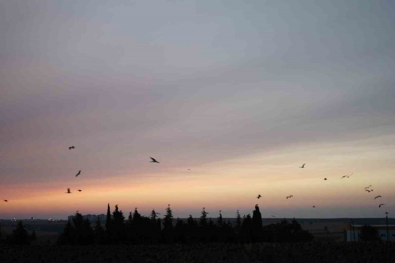 Binlerce kilometreden geldiler, aydınlatma direklerini süslediler