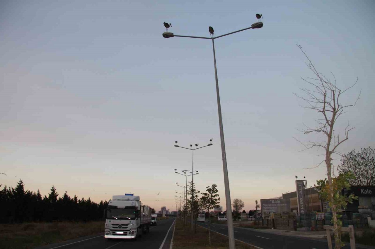 Binlerce kilometreden geldiler, aydınlatma direklerini süslediler