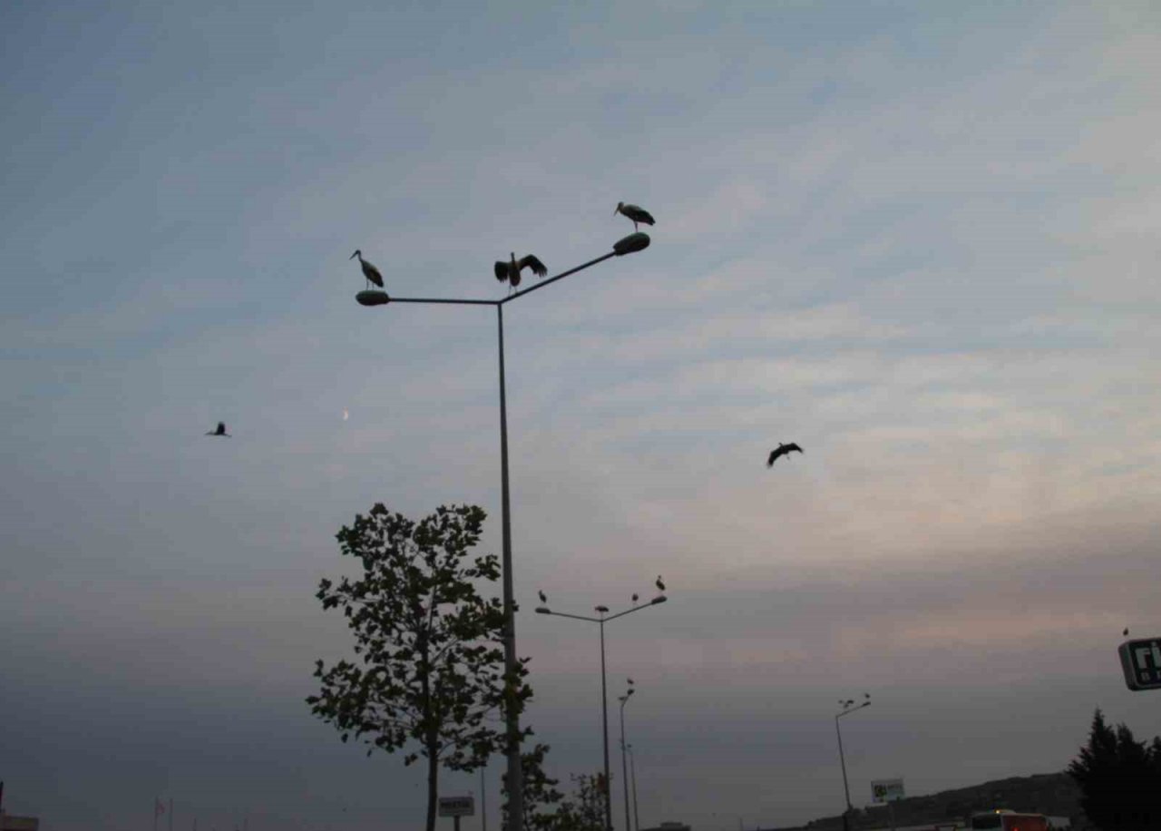 Binlerce kilometreden geldiler, aydınlatma direklerini süslediler