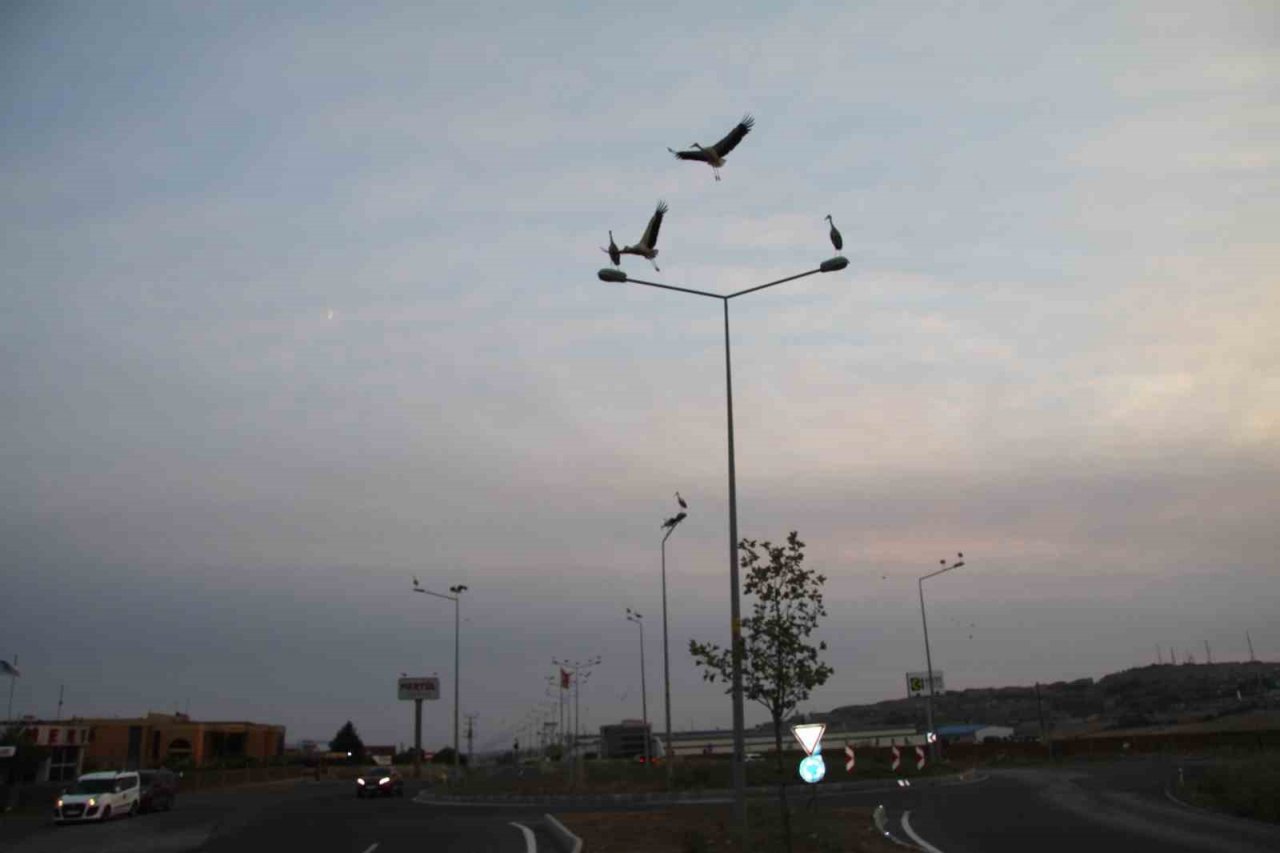 Binlerce kilometreden geldiler, aydınlatma direklerini süslediler