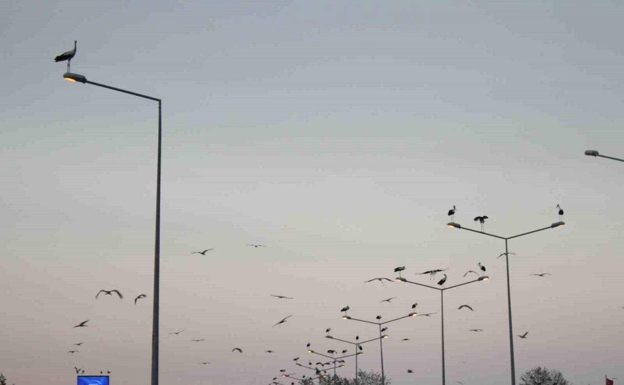 Binlerce kilometreden geldiler, aydınlatma direklerini süslediler