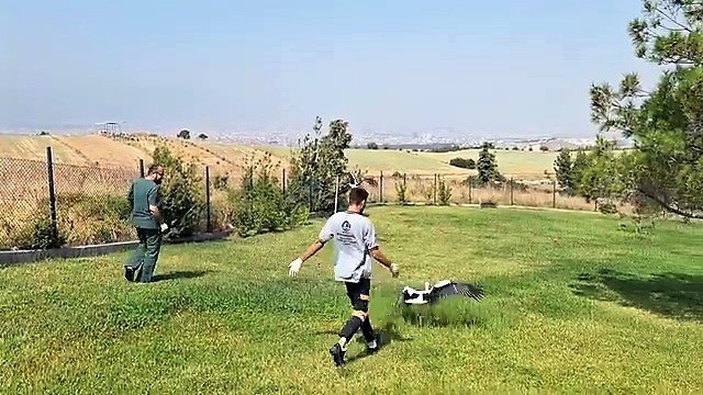 Tedavileri tamamlanan 2 leylek özgürlüğe kanat çırptı