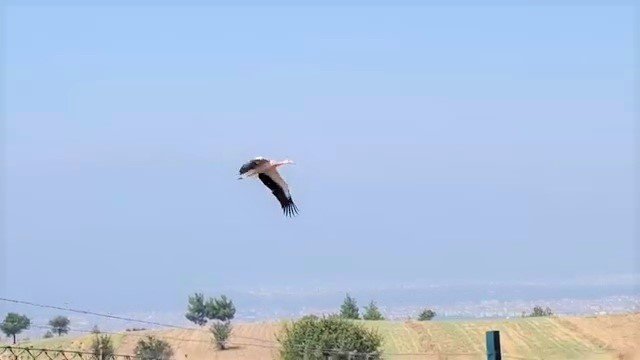 Tedavileri tamamlanan 2 leylek özgürlüğe kanat çırptı