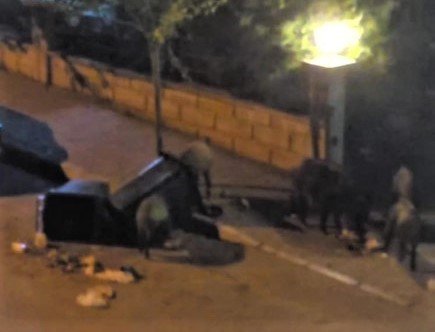 Aç kalan domuz sürücü şehre inip çöpleri karıştırdı