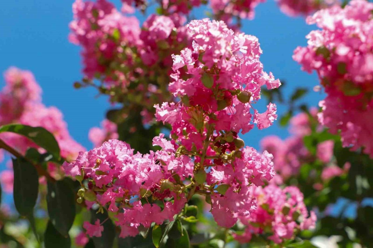 Diyarbakır’da refüj ve kavşaklar oya ağaçları ile renklendi