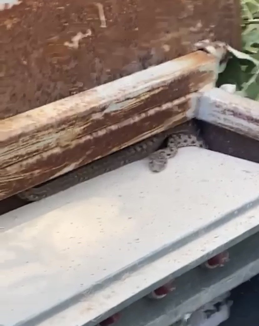 Elazığ’da elektrik panosuna giren yılan korkuttu