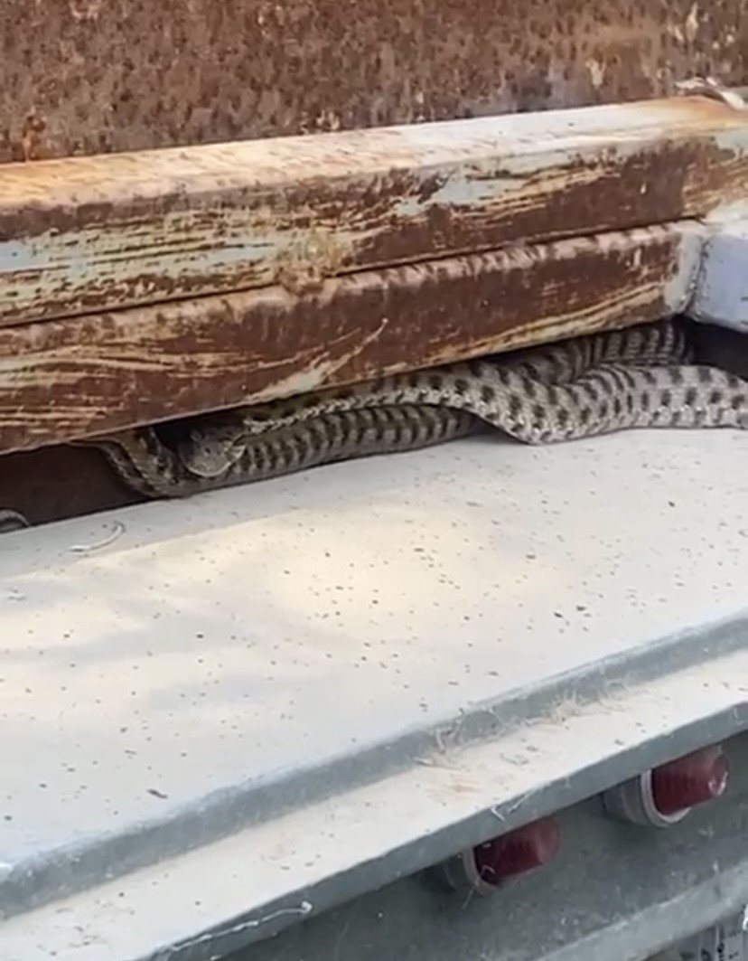 Elazığ’da elektrik panosuna giren yılan korkuttu