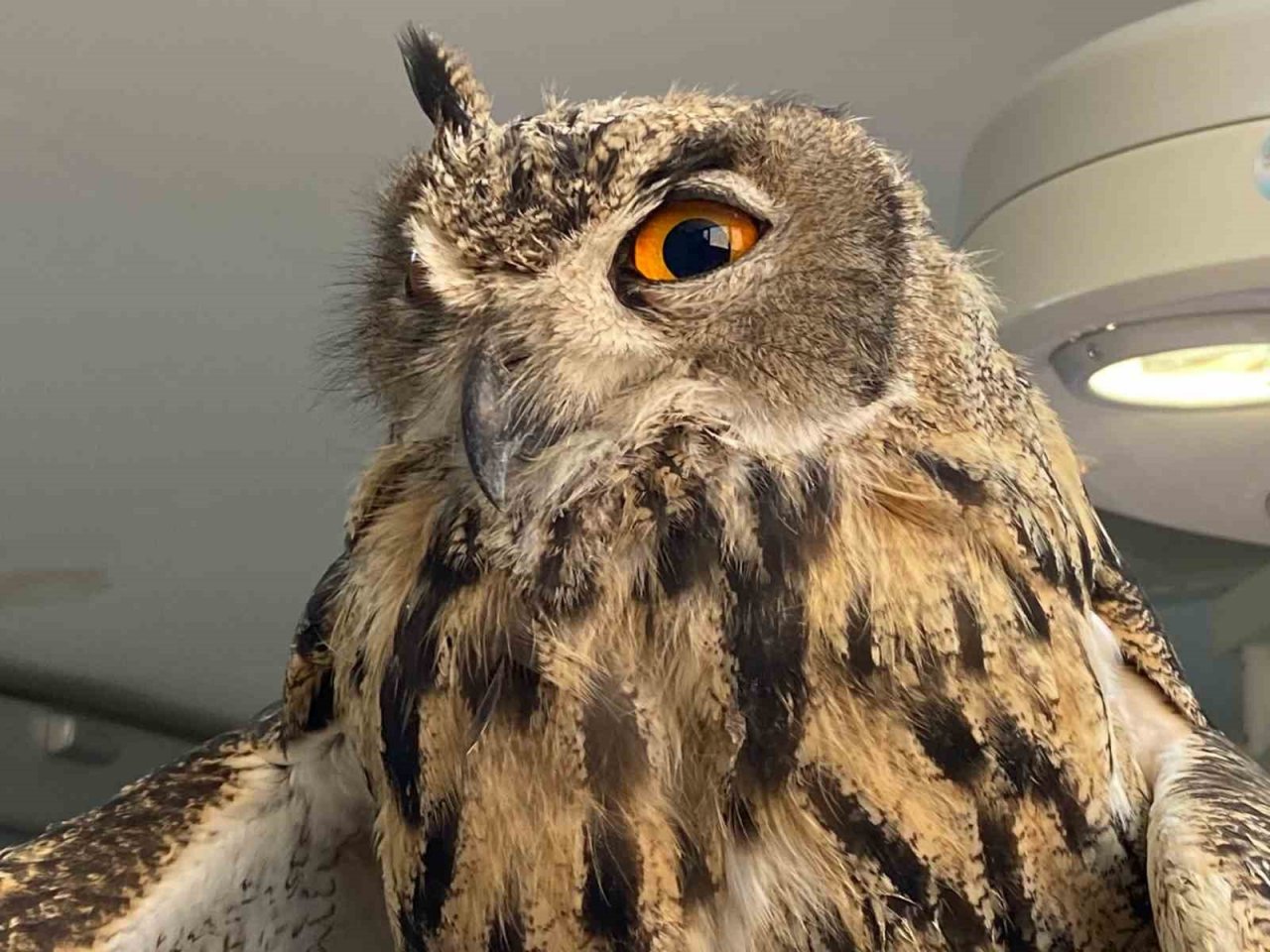 Elazığ’da yaralı bulunan kulaklı orman baykuşu tedavi altına alındı