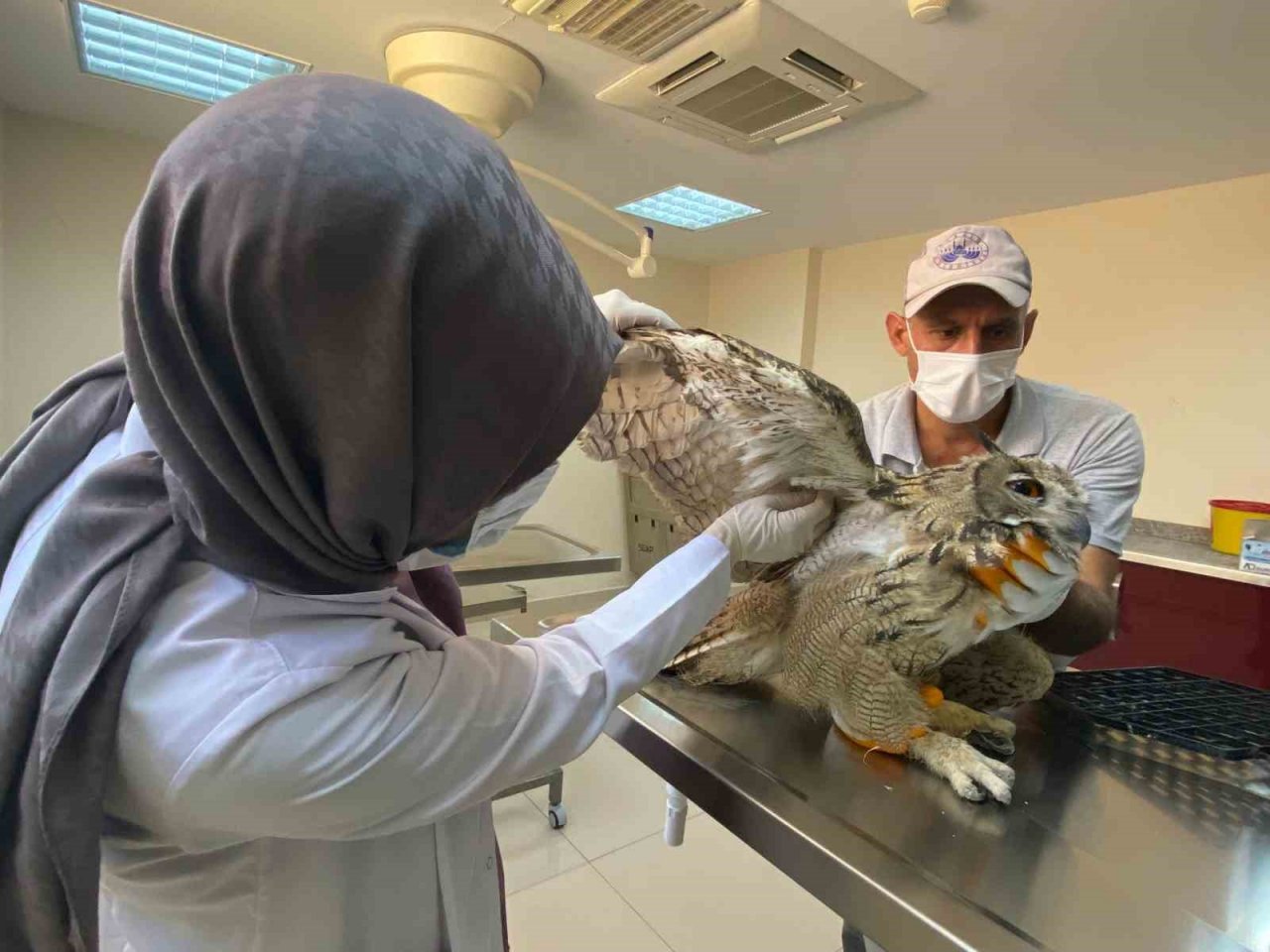 Elazığ’da yaralı bulunan kulaklı orman baykuşu tedavi altına alındı