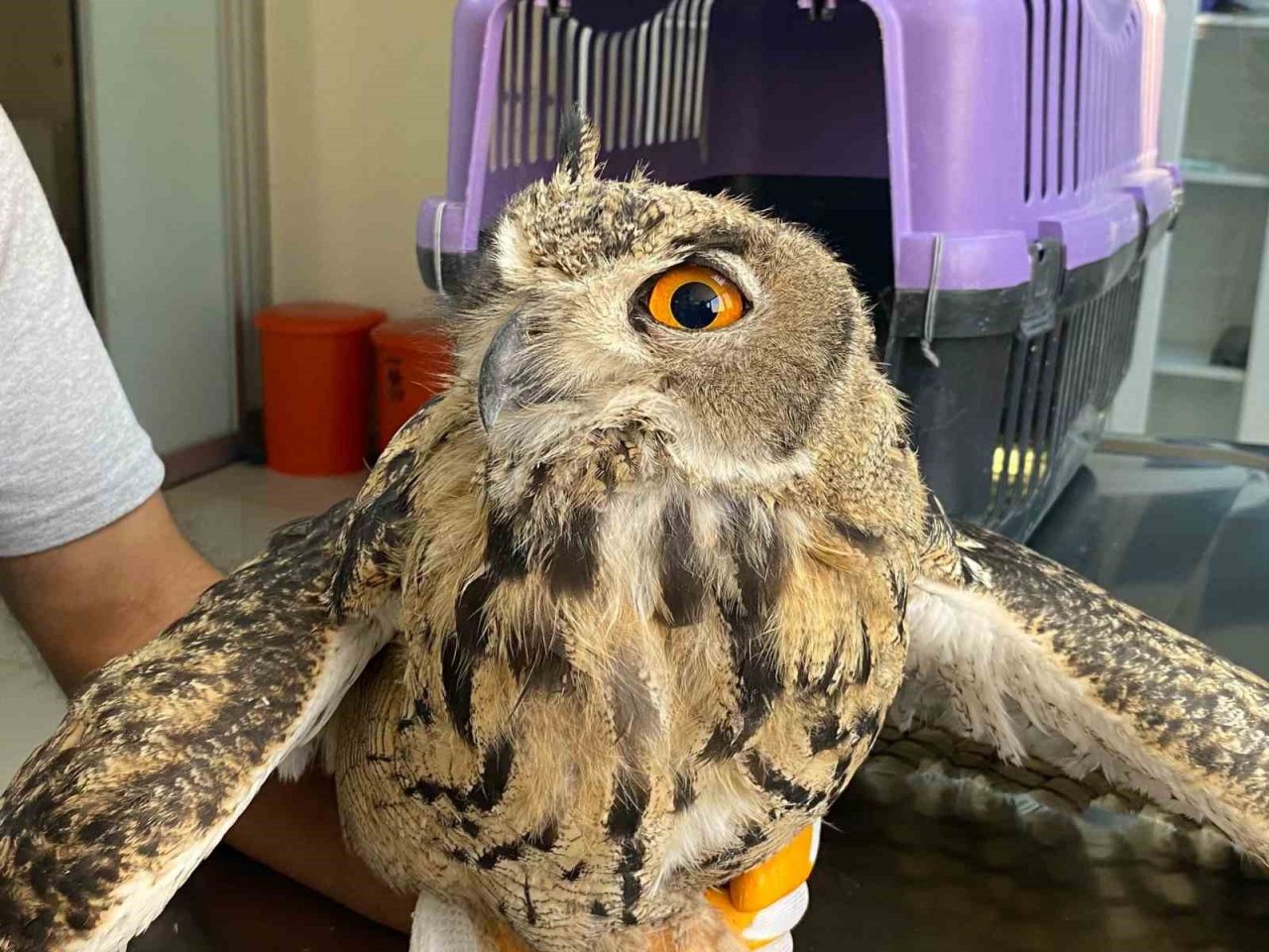 Elazığ’da yaralı bulunan kulaklı orman baykuşu tedavi altına alındı