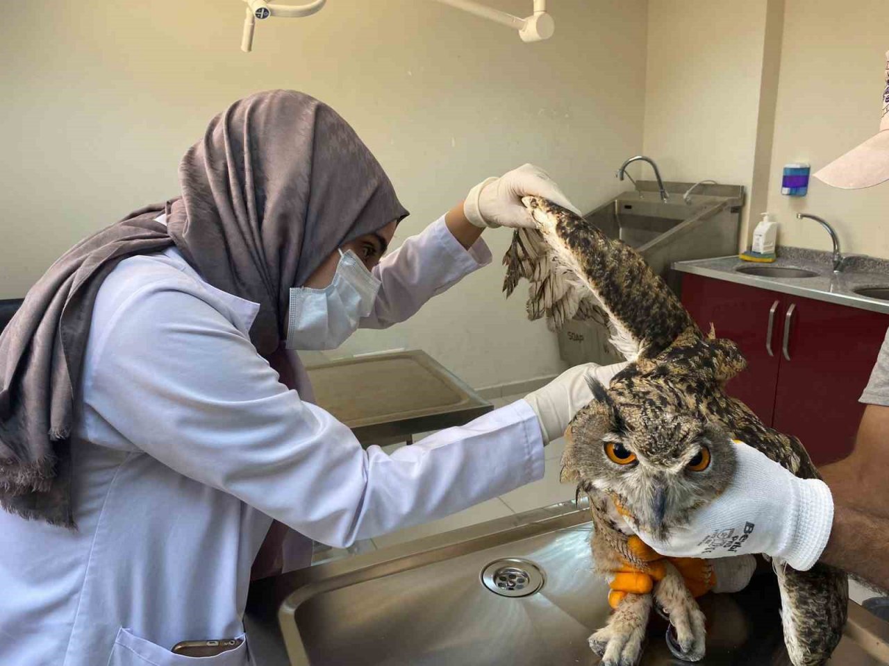 Elazığ’da yaralı bulunan kulaklı orman baykuşu tedavi altına alındı